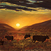 Cows At Sunset