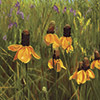 Yellow Coneflower